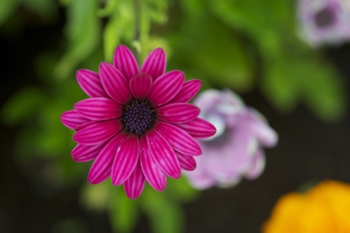 HD обои: селективная фокусировка фото цветка с розовыми лепестками, природа, растение, лето
