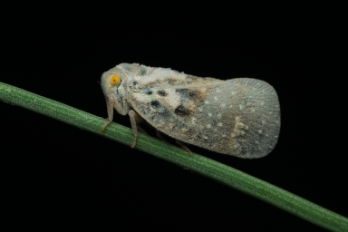 Цикадка белая или меткальфа (Metcalfa pruinosa Say)