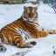 Вот такой вот красавчик красавец тигр на Снегу лежит, в России