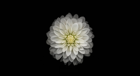 Apple iOS Flower-3, белый цветок георгина, компьютеры, Mac, цветок, яблоко, HD обои