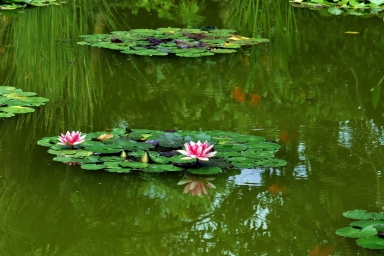 HD обои: розовый цветок лотоса на пруду, Водяная лилия, Водяные лилии, Водное растение