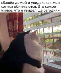 Мемы про котов, изображение, два кота, белый и чёрный