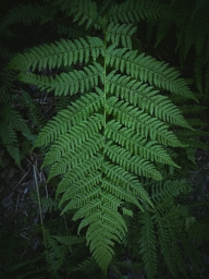 Листок, огромный листок тропического леса, мобильная фотография