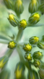 Фото с айфон 12 мини, цветок