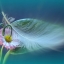 HD обои: селективный фокус фото розового цветка маргаритки с белым птичьим пером скачать бесплатно