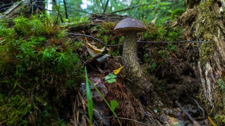 Съедобный гриб, грибок, в лесу, растет