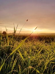 Фото солнце природа трава, на телефон,Samsung Galaxy S10e
