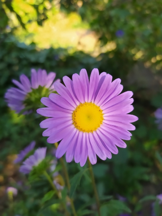 Красивый фиолетовый цветок, а в центре желтый