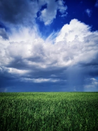 Облака, поле, зелено