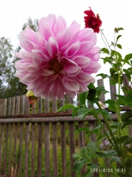 Красивый цветок розового цвета