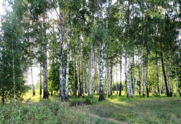 Березки, леса России, красота