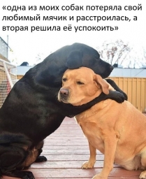 Собака обнимает собаку, юморы, утешает