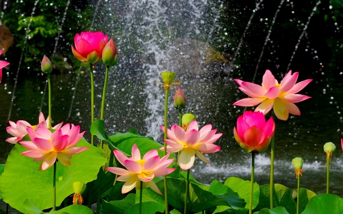HD обои: Красивый пруд с лотосами, розовые цветы, зеленые листья