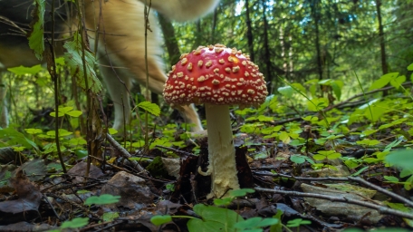-поганка фото с грибом в лесу  фото арт