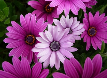 HD обои: цветок с фиолетовыми лепестками, Макро, Режим, Lumix, panasonic, природа скачать бесплатно