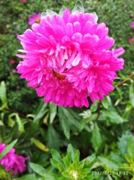 Ярко розовый цветок