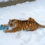 Фото с тигром на снегу