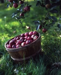 Яблоки в саду, сорванные