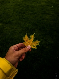 Листочек держит в руке, желтый осенний
