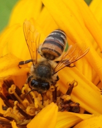 Фотография пчелы на цветке, макро, красиво, желтый цветок