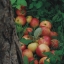 Яблоки | Фото арт
