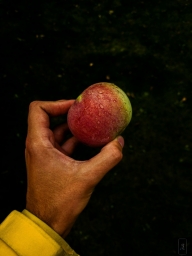 Супер фотка, яблоко яблочко держит в руке