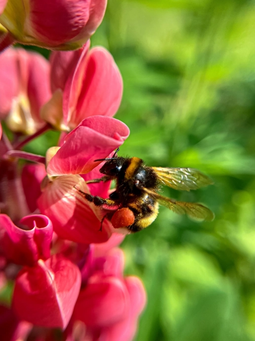 Пчела или шмель, макро фото