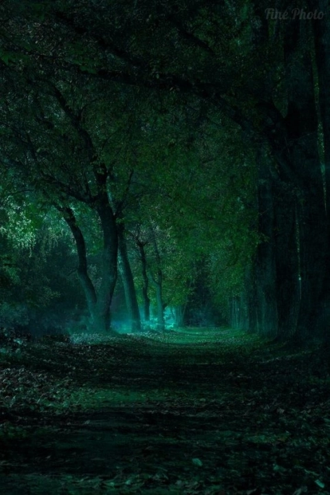 Красивые фотографии леса. Густой, тёмный лес 4
