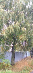 Береза  осень , Россия, дождливо