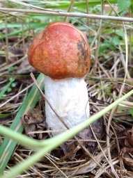 Грибы, грибочки, гриб лесной