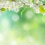 HD обои: цветущая белая вишня, цветы, природа, дерево, весна, лепестки