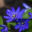 HD обои: селективная фокусировка фотографии цветов с синими лепестками,