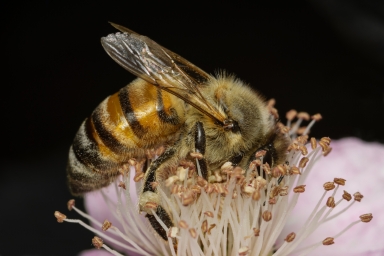 Пчела за делом