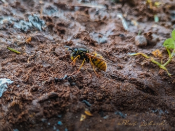 Фото с телефона, пчела на земле