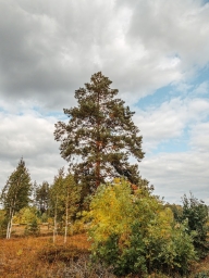 Дерево, фото в России, на айфон 11 версии