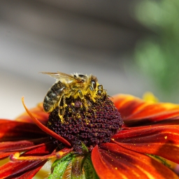 Пчёлы пчеоа на цветке, красота