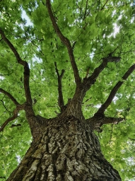 Дерево, фото, самсунг смартфон