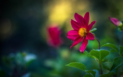 HD обои: селективная фокусировка фото розового космического цветка, цветок, Румыния