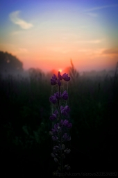Фотография цветка, красиво, восход, красота