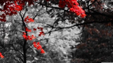 HD обои: дерево с розовыми листьями, выборочная фотография красных цветов, природа
