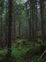Настоящий лес, фото со смартфона PIXEL 7 PRO