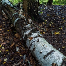 Упавшее дерево в лесу, береза на земле лежит