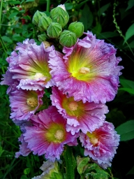 Мальва (просвирник, калачик, шток-роза), фотография цветка