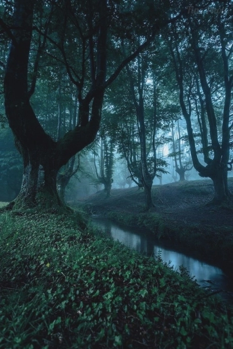 Красивые фотографии леса. Густой, тёмный лес