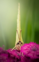 Зелёная бабочка, фотография, арт