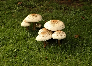 Арт фото грибов в лесу, красиво, красивые обои
