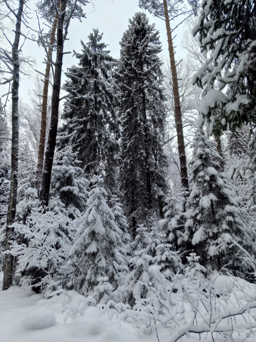 Прекрасная зимняя фотография леса. Россия