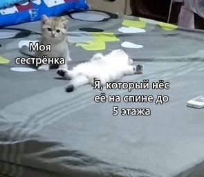 Котята мемы