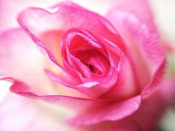 Цветок, розовый, Макролинза, минимум обработки. HUAWEIP 20 LITE, snapseed