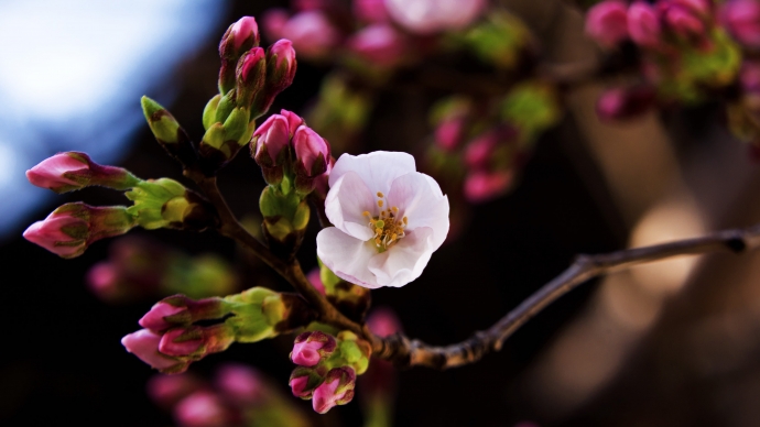 HD обои: розовая вишня в цвету днем, Сомей-Есино, Растение